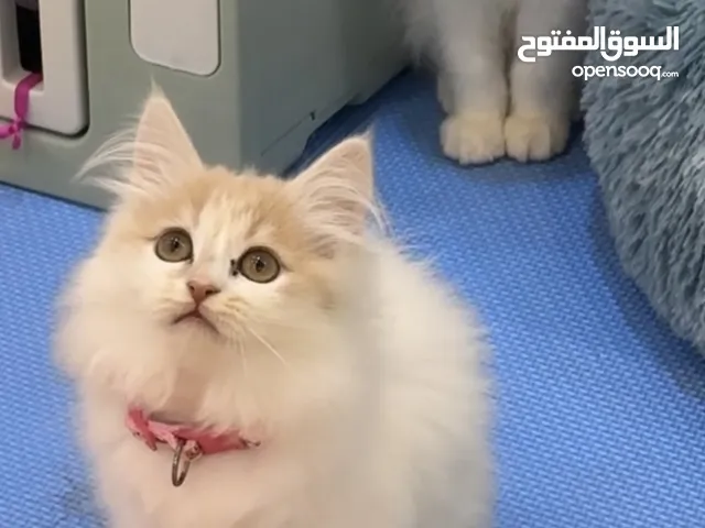 تركش انجورا