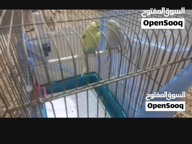 متاح جوز حب بصلاة على النبي