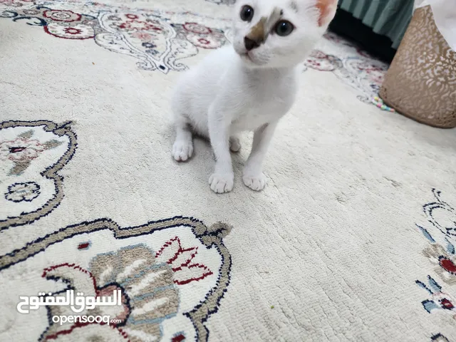 kitten for adoption قطة للتبني free