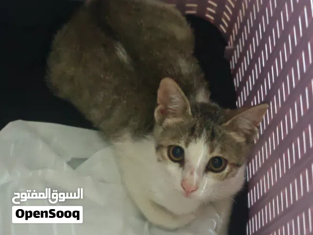 قطة حامل للتبني بداعي السفر مستعجل