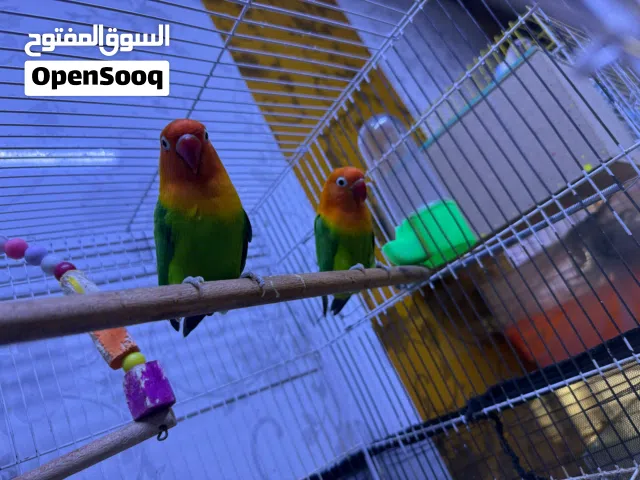 سلام عليكم غندورات فيشر الايفات ياكلن الايد يردن يبيضن