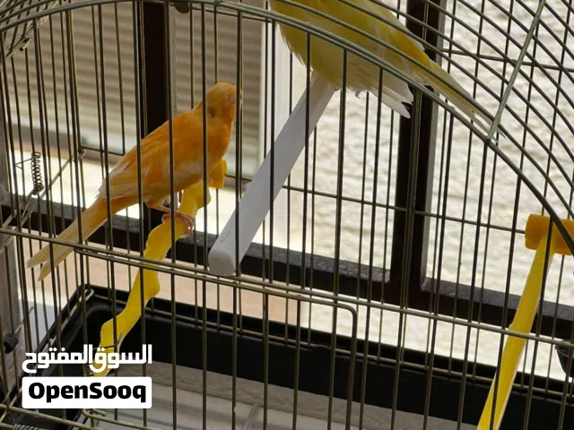 جوز كنار للبيع