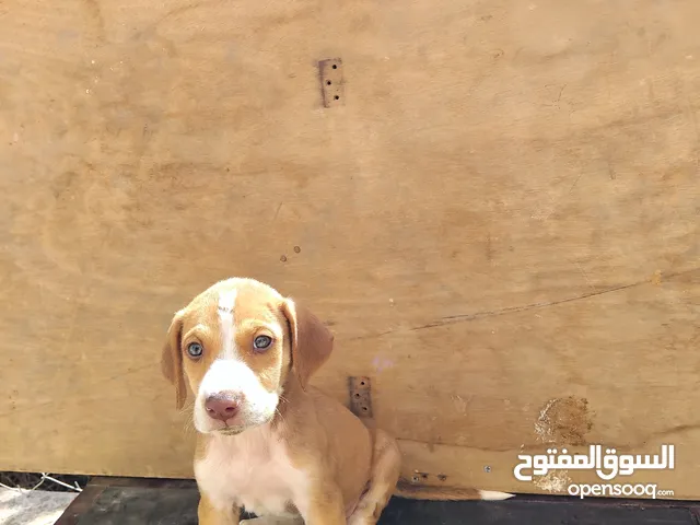 كلب صيد جرو