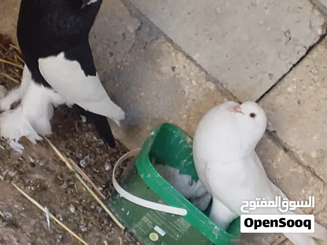 جوز منافيخ جانبو