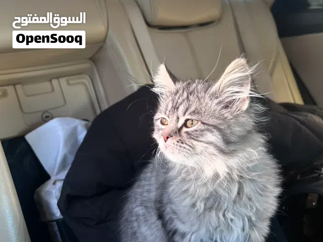 قط للبيع بسعر جيد شانشيلا