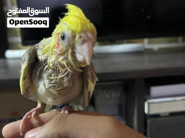 للبيع فرخ كوكتيل نهايت الغر او للبدل بي أي شي مناسب
