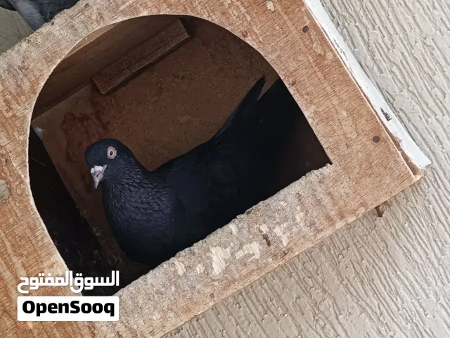 حمام كويتي قلابي بيور  للجادين فقط عرض خاص الزوج