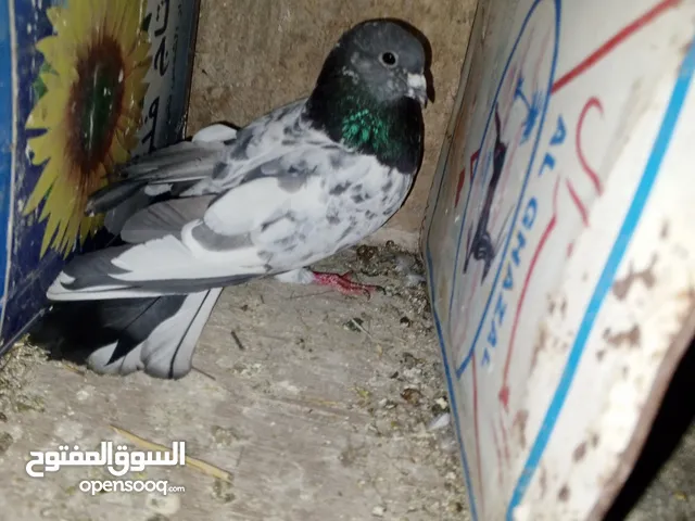 يوجد خش الحمام للبيع