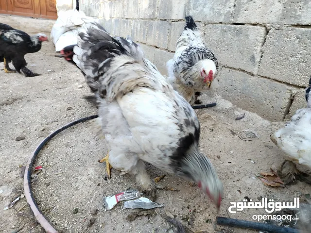 ديوك برهما للبيع