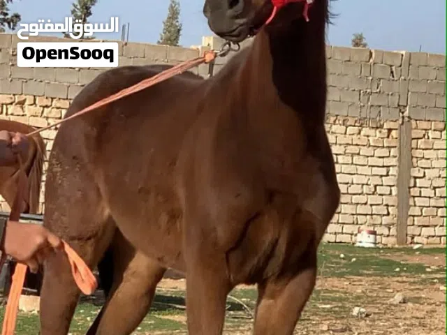 فلوه للبيع انقليزيه  العمر16الشهر ألاب هتلر ألام مستورده