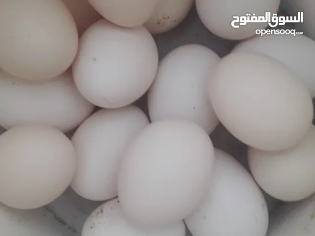 بيض بلدي للبيع