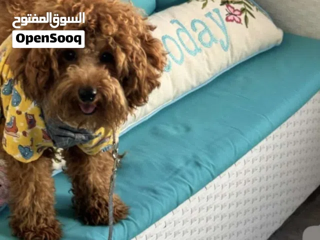 توي بودل Big size