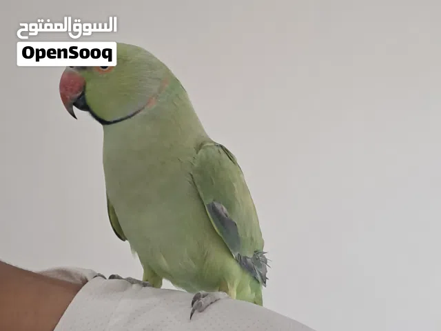 للبيع ذكر الدره اليف