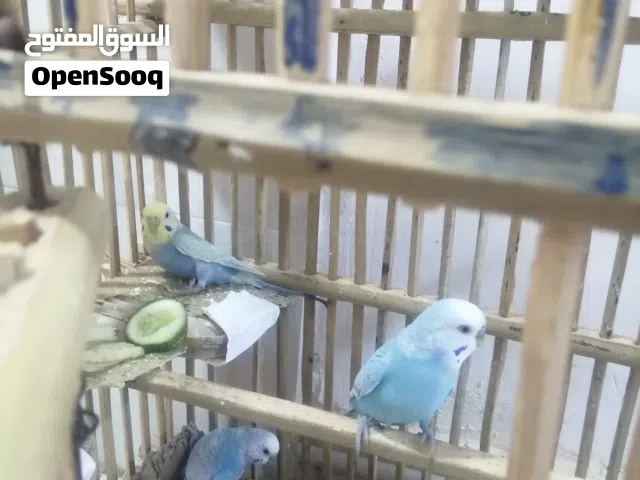 طيور حب العدد 4