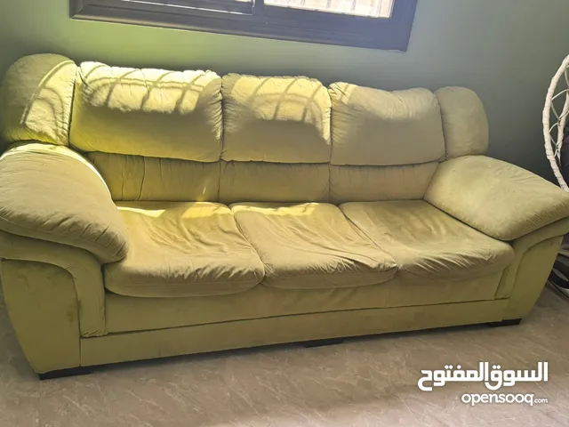 كنب دب أمريكي