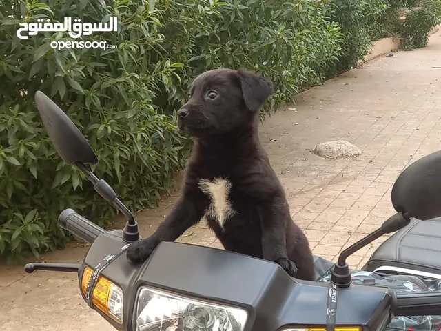 500درهم مع التوصيل