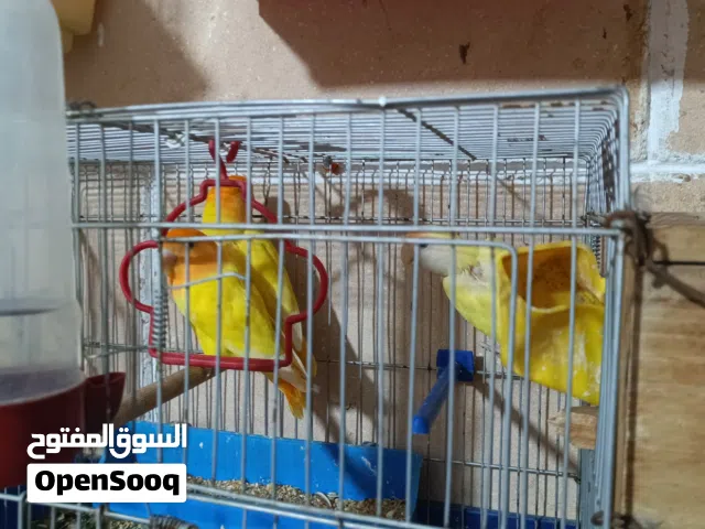 3 دكورة بركاديلو عين حمراء منتجات