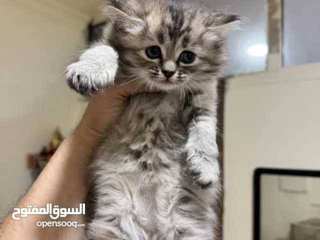 Persian Kittens FOR SALE!!!!