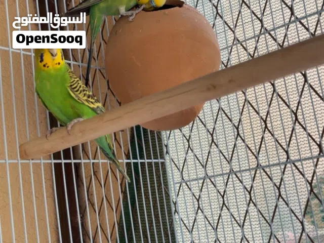 بادجي منتجات الوصف مهم