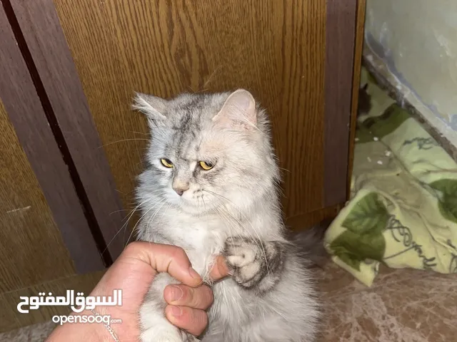 جميل العبادي