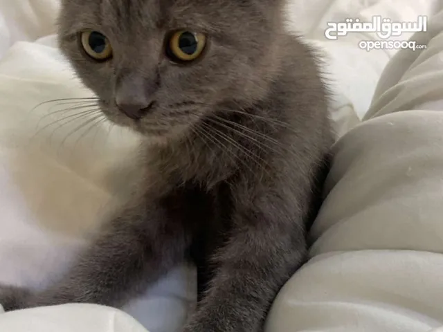 للبيع قط ذكر سكوتش فولد /سكوتش برتش