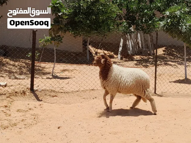 فطيمه وطنيه الله يبارك عمرها ف7شهور محصنه وسليمه العيوب متع تربيه او موس..