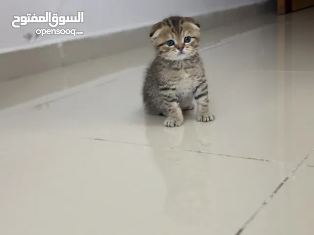 Scottish Fold Tabby