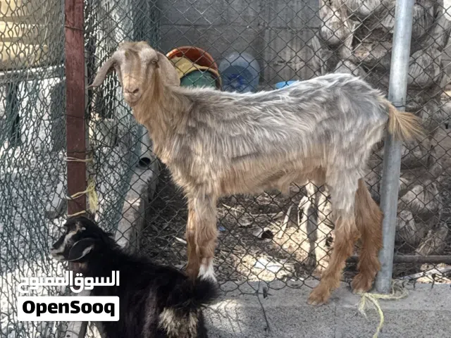 بيع غنم بحساب الجمله سعر650 قابل