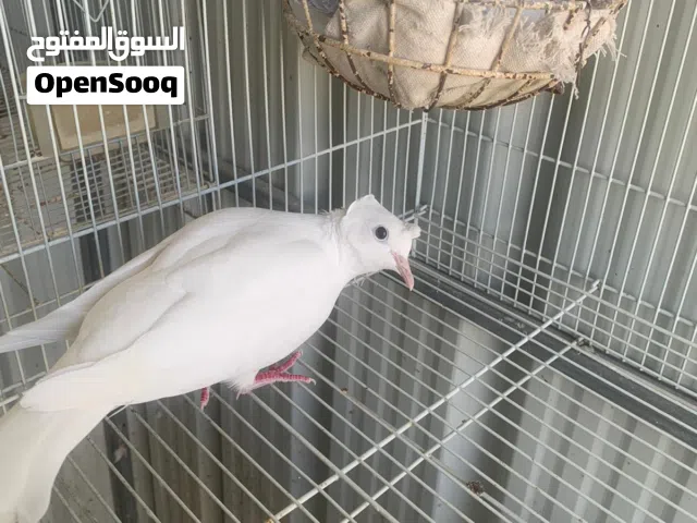 للبيع ايواز ياكريم