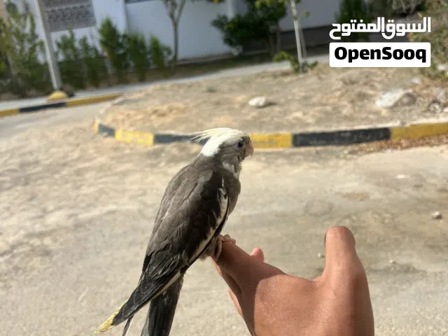 الله يبارك كوكتيل ترويض فل الفل
