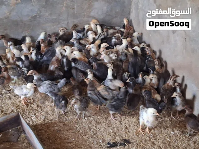 فلاليس عربي
