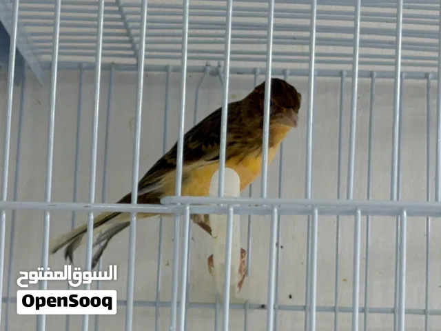 للبيع 3 طيور فورخ كناري