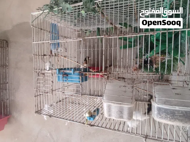 كوبيا قرديل تلف نتايا ايرانيه وذكر برقاوي
