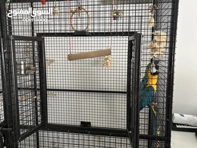 Blue and Gold Macaw (Age-7 months) - AED 4700