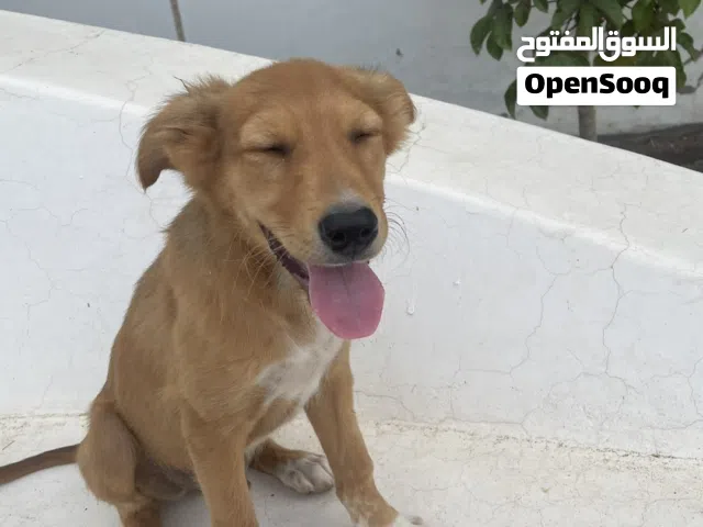 كلب جولدن للبيع