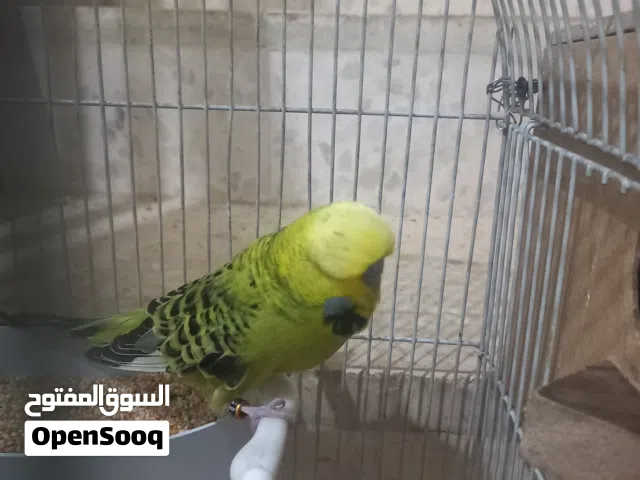 متاح جوزين جوز حب انجليزي وجوز روز لاتينو اصفر وجه احمر بسعر مناسب وقابل للتفاوض
