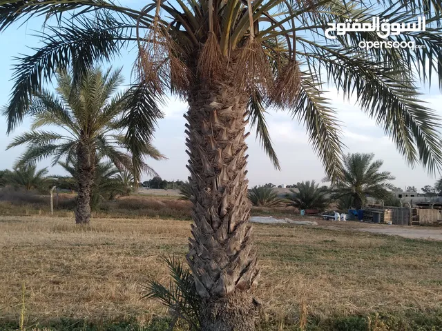 نخل للبيع مصراتة