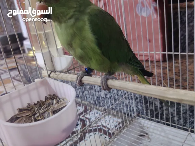 سلام عليكم للبيع درة مخلف البصرة دور الشرطة