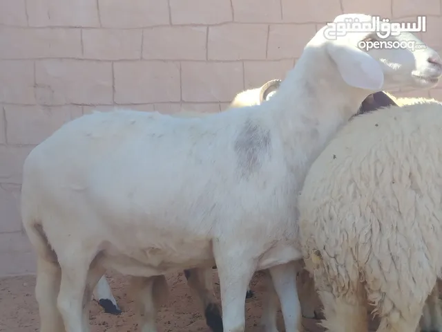 نعجة هجين للبيع صغير وعشرة