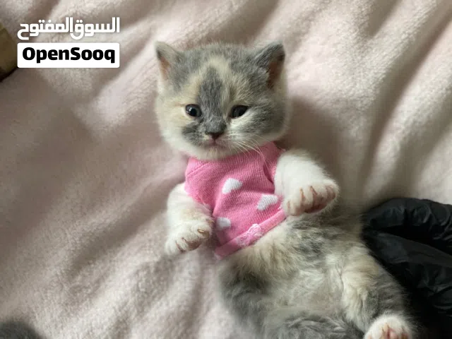 قطط سكوتش فولد ستريت مستويات توب للبيع
