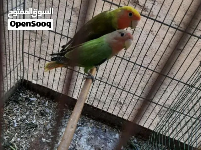 اقرا الوصف كوبية بركديلو بي110بس