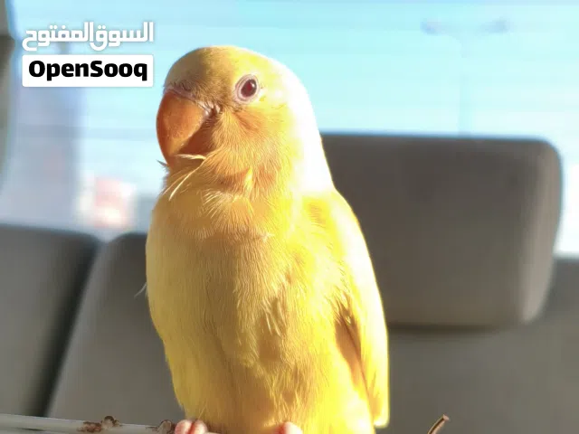 روز بركديل اقرا الوصف