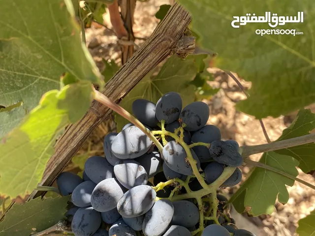 محصول عنب من انتاج مزرعة البيان