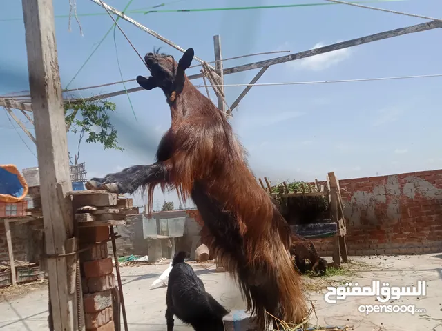 جدى ماعز سانين على نطاق واسع بأنها أفضل سلالات الماعز المشابه للحم الغزال