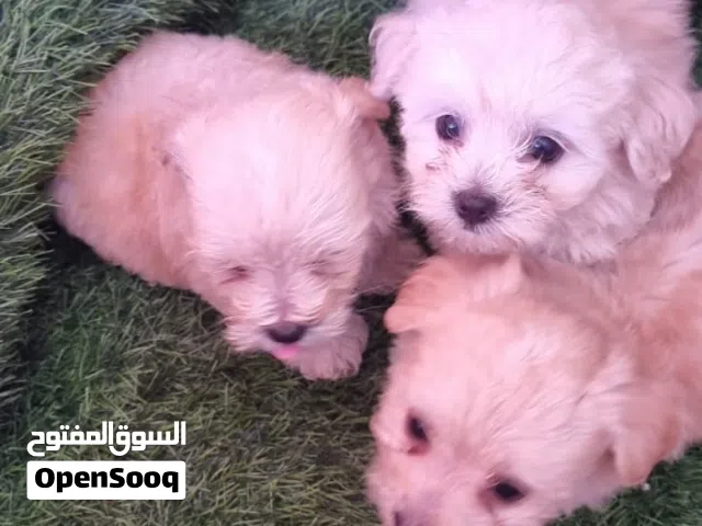 جرواي مالتيبو Maltibo puppy