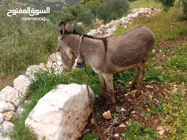 حمار للبيع حمار للبيع