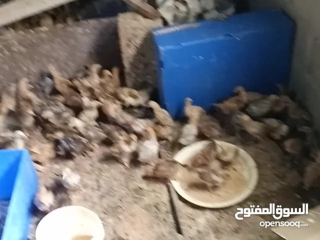 صيصان بلدي
