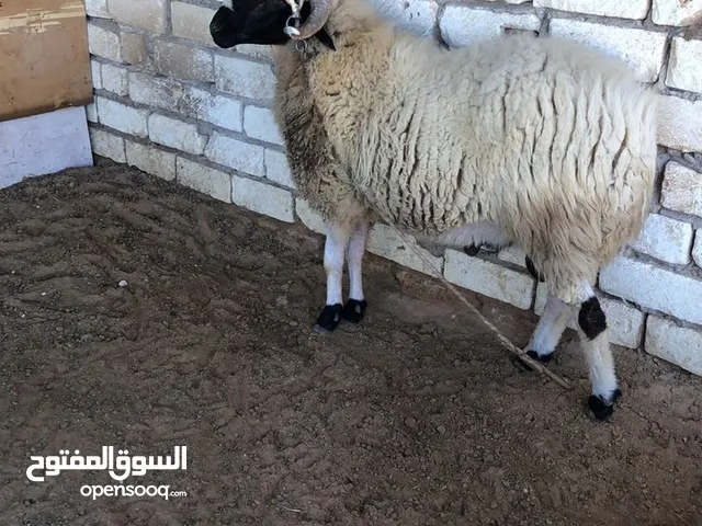 خروف اثني للبيع