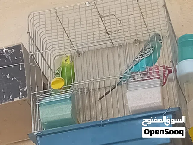عصافير حب للبيع  دير علا