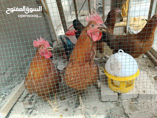 دجاج عرب مع قفص صحة فول ونظافة فول للبيع